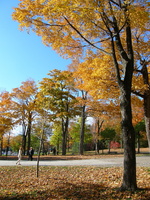 Parc du Mont Royal