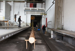 Fichte in einer Halle verstecken