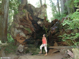 Redwood State Park
