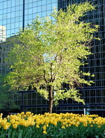 McGill College Avenue