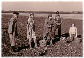 Famile beim Kartoffelklauben